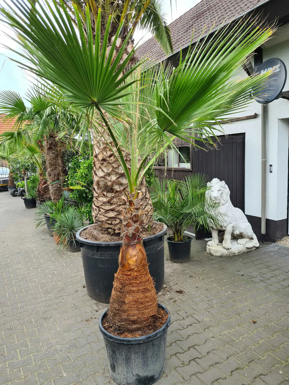 Washingtonia robusta - Sonora, Mexican Fan palm, Mexican Washingtonia, Skyduster - Image 8