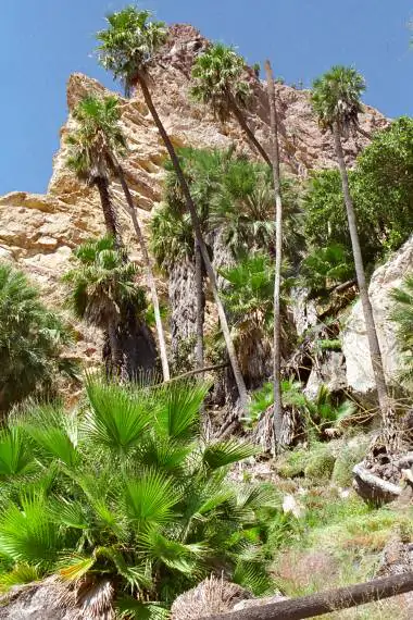 Washingtonia robusta - Sonora, Mexican Fan palm, Mexican Washingtonia, Skyduster - Image 9