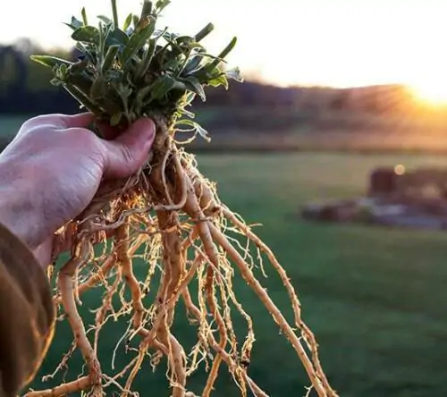 Withania somnifera - Ashwagandha, Indian Ginseng, Winter Cherry