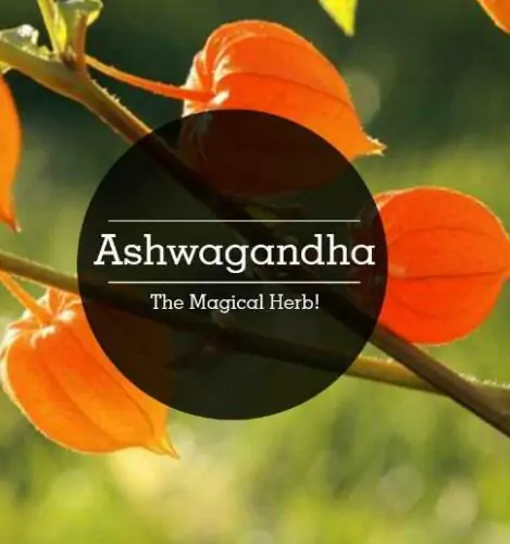 Withania somnifera - Ashwagandha, Indian Ginseng, Winter Cherry - Image 4