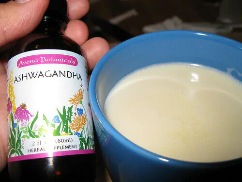 Withania somnifera - Ashwagandha, Indian Ginseng, Winter Cherry - Image 5