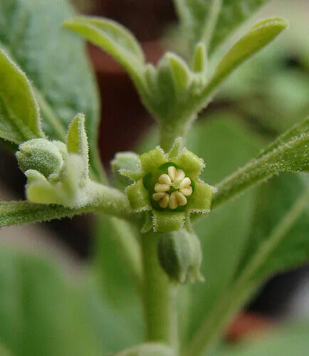 Withania somnifera - Ashwagandha, Indian Ginseng, Winter Cherry - Image 6