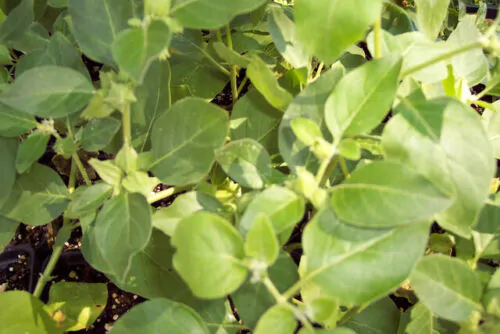 Withania somnifera - Ashwagandha, Indian Ginseng, Winter Cherry - Image 8