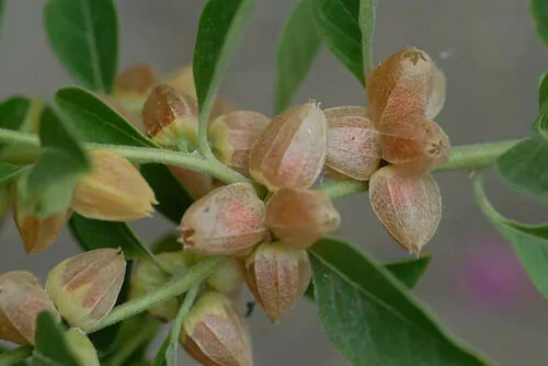 Withania somnifera - Ashwagandha, Indian Ginseng, Winter Cherry - Image 10