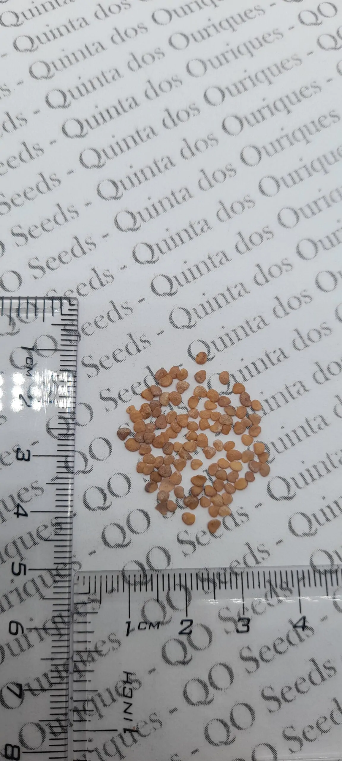 Withania somnifera - Ashwagandha, Indian Ginseng, Winter Cherry - Image 12