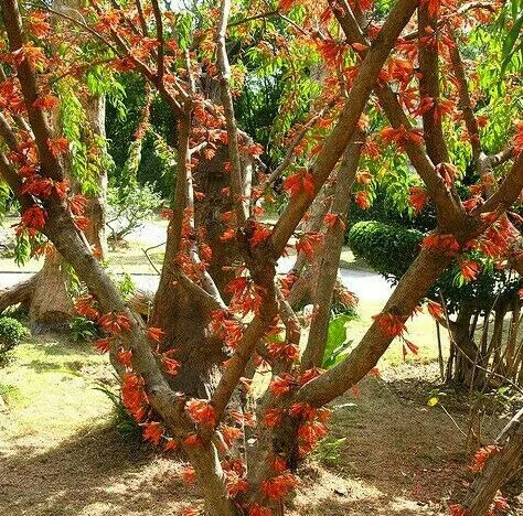 Woodfordia fruticosa - Fire Flame Bush, Dhayti - Image 2