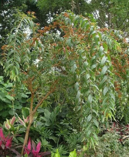 Woodfordia fruticosa - Fire Flame Bush, Dhayti - Image 4