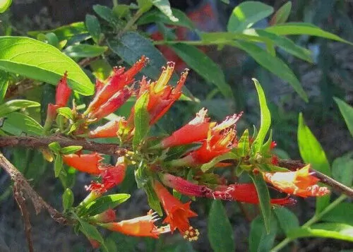 Woodfordia fruticosa - Fire Flame Bush, Dhayti - Image 8