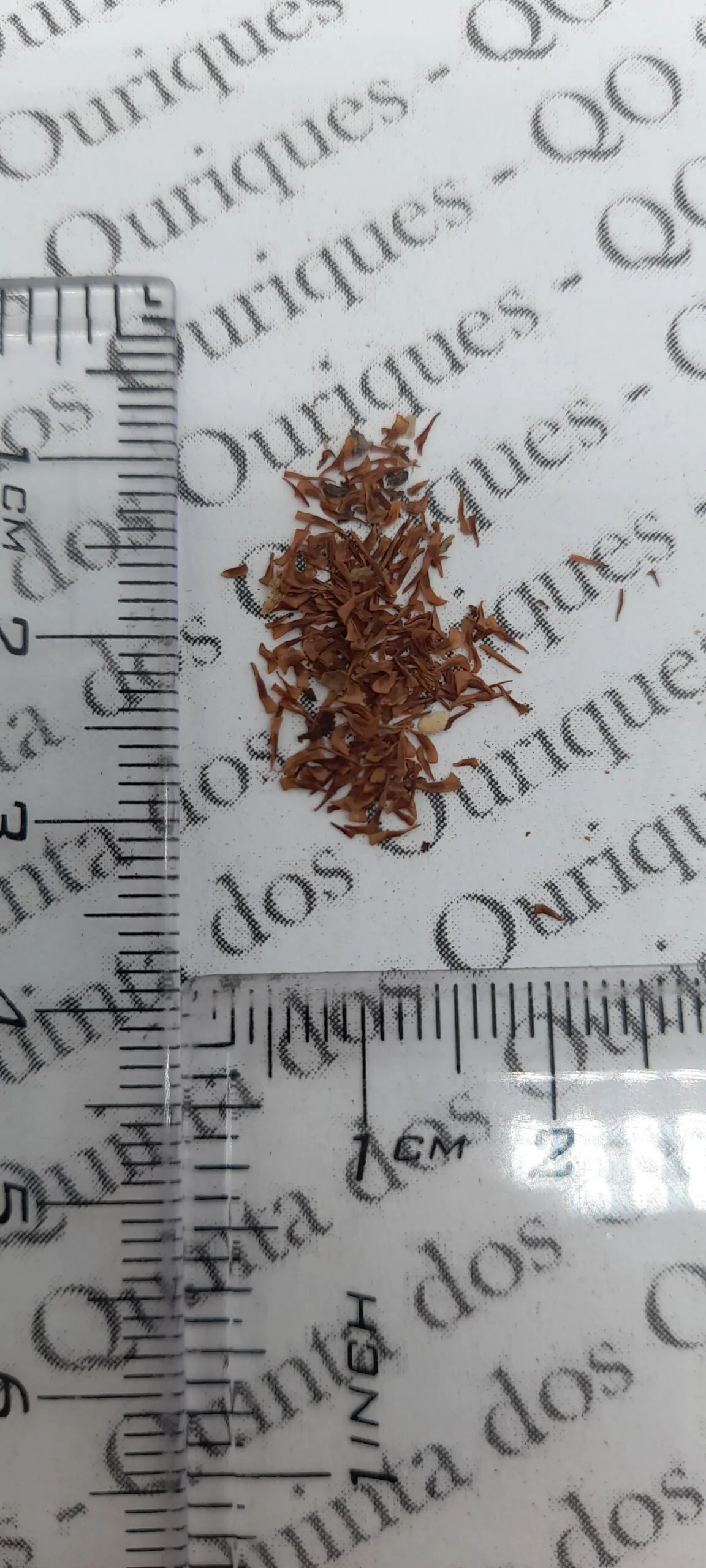 Woodfordia fruticosa - Fire Flame Bush, Dhayti - Image 9