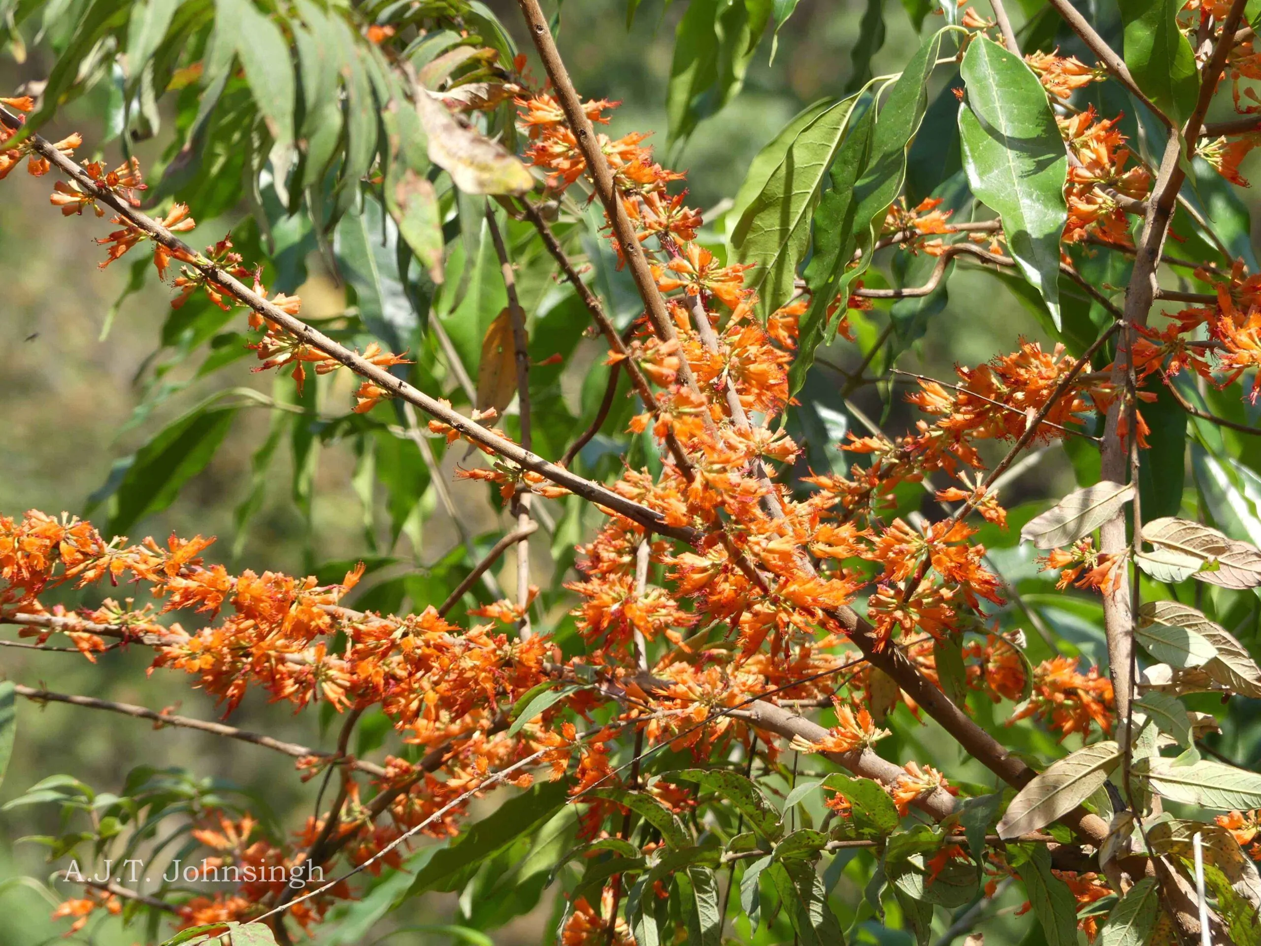 Woodfordia fruticosa - Fire Flame Bush, Dhayti - Image 11
