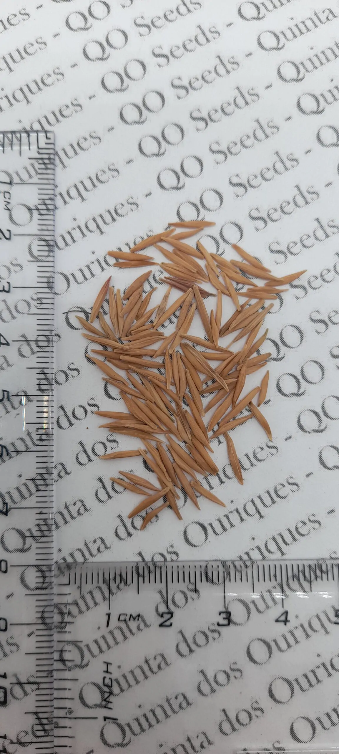 Wrightia religiosa / Echites religiosus - Sacred buddhist, water jasmine, sacred flower, sacred mok, wild water plum - Image 10