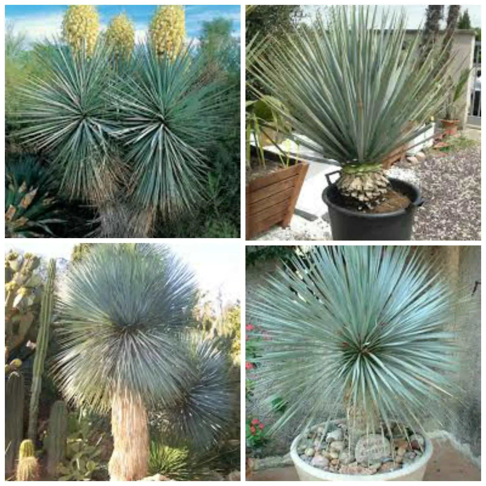 Yucca rigida - Blue Yucca - Image 2