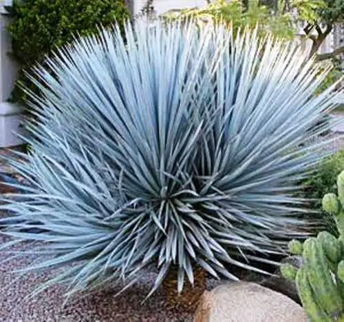 Yucca rigida - Blue Yucca - Image 3