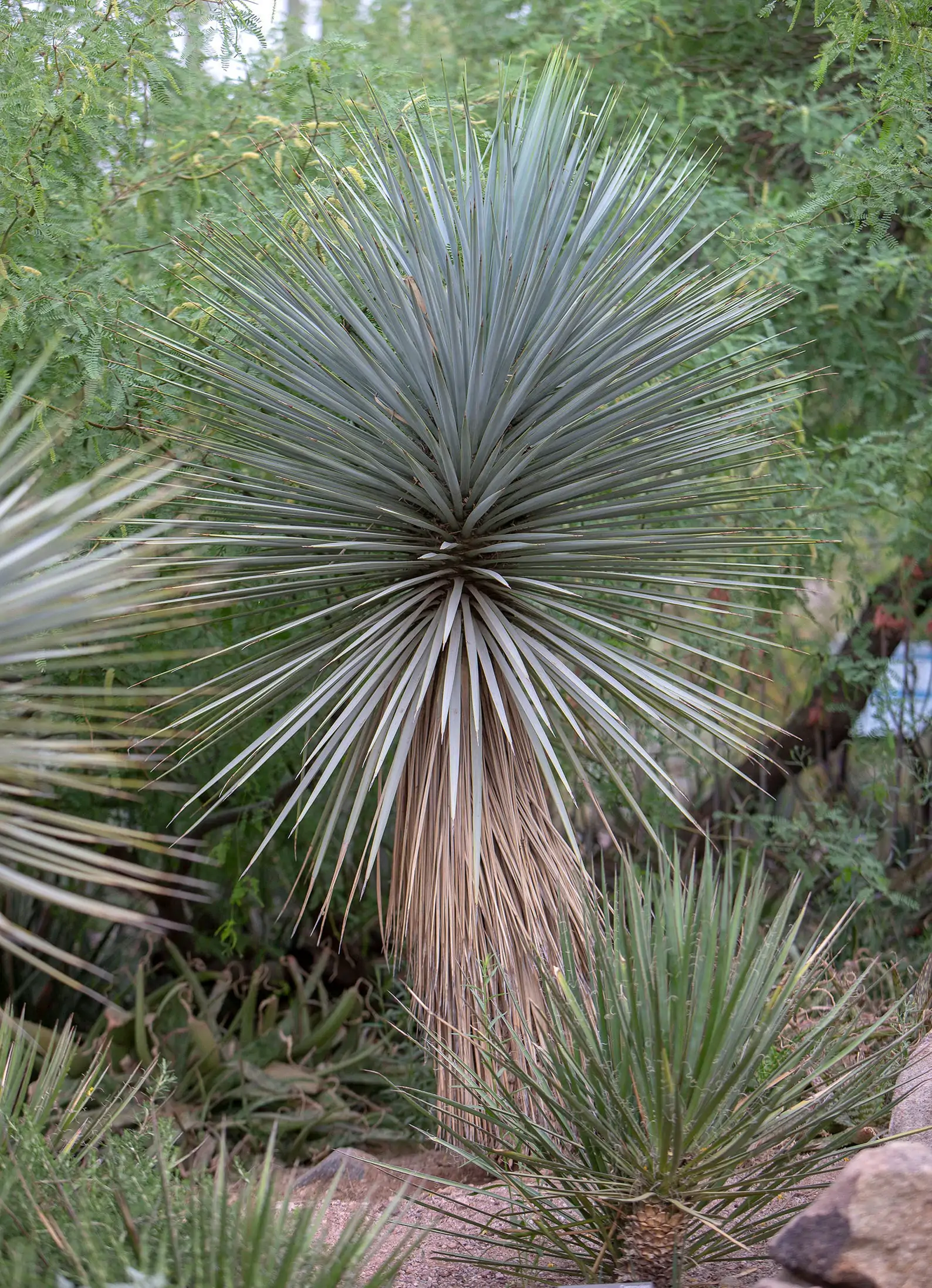 Yucca rigida - Blue Yucca - Image 5