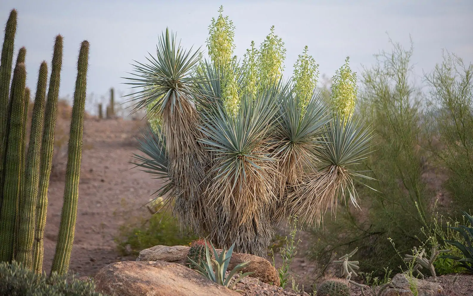 Yucca rigida - Blue Yucca - Image 6