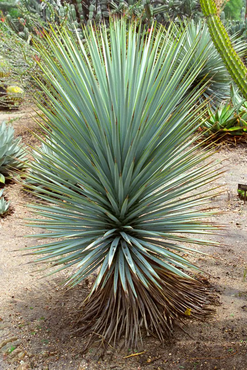 Yucca rigida - Blue Yucca - Image 8