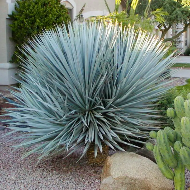 Yucca rigida - Blue Yucca - Image 10