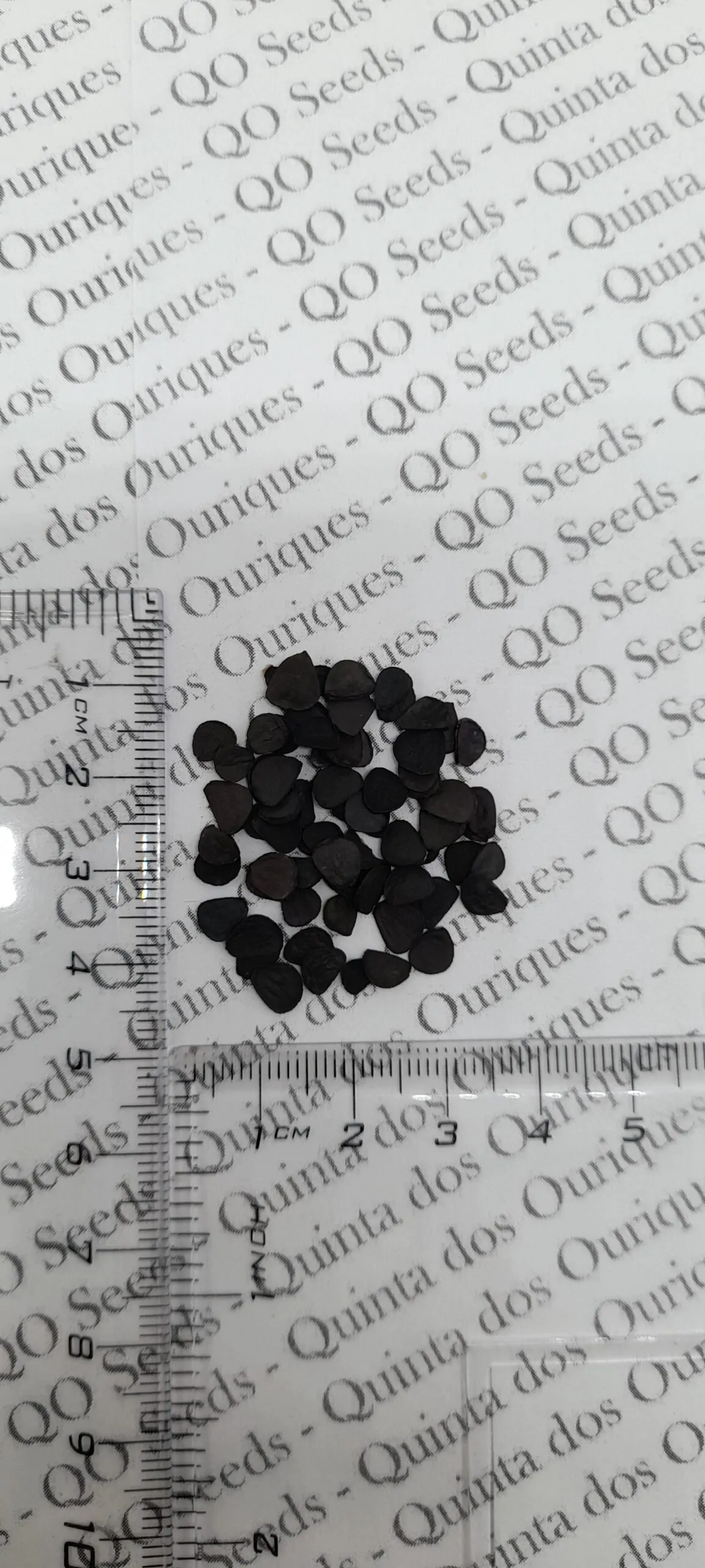 Yucca rigida - Blue Yucca - Image 11