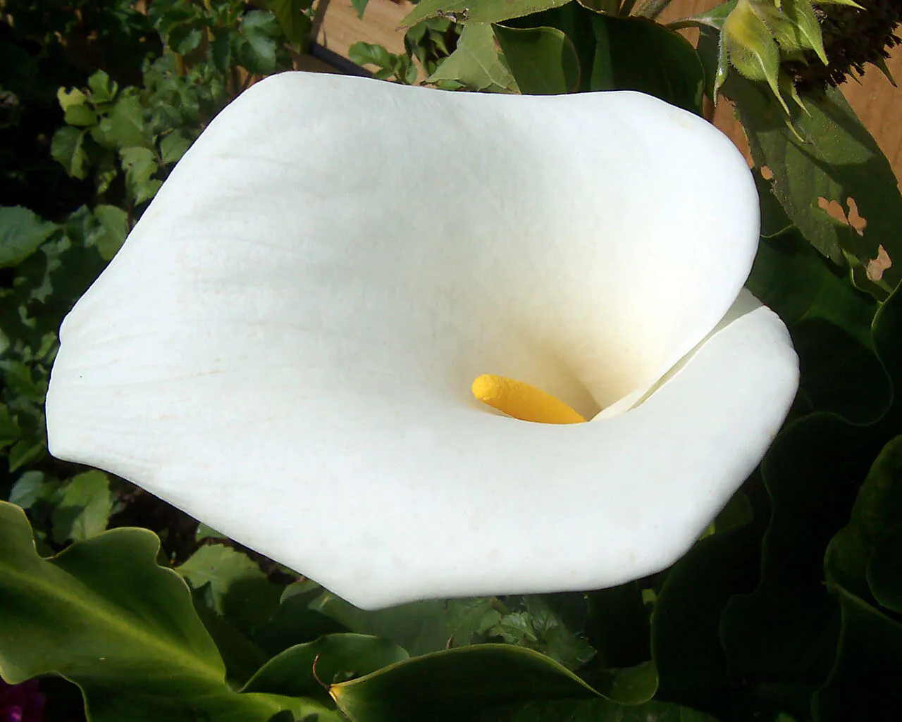 Zantedeschia aethiopica - White Calla Lily, Arum Lily, Lily of the Nile - Image 2