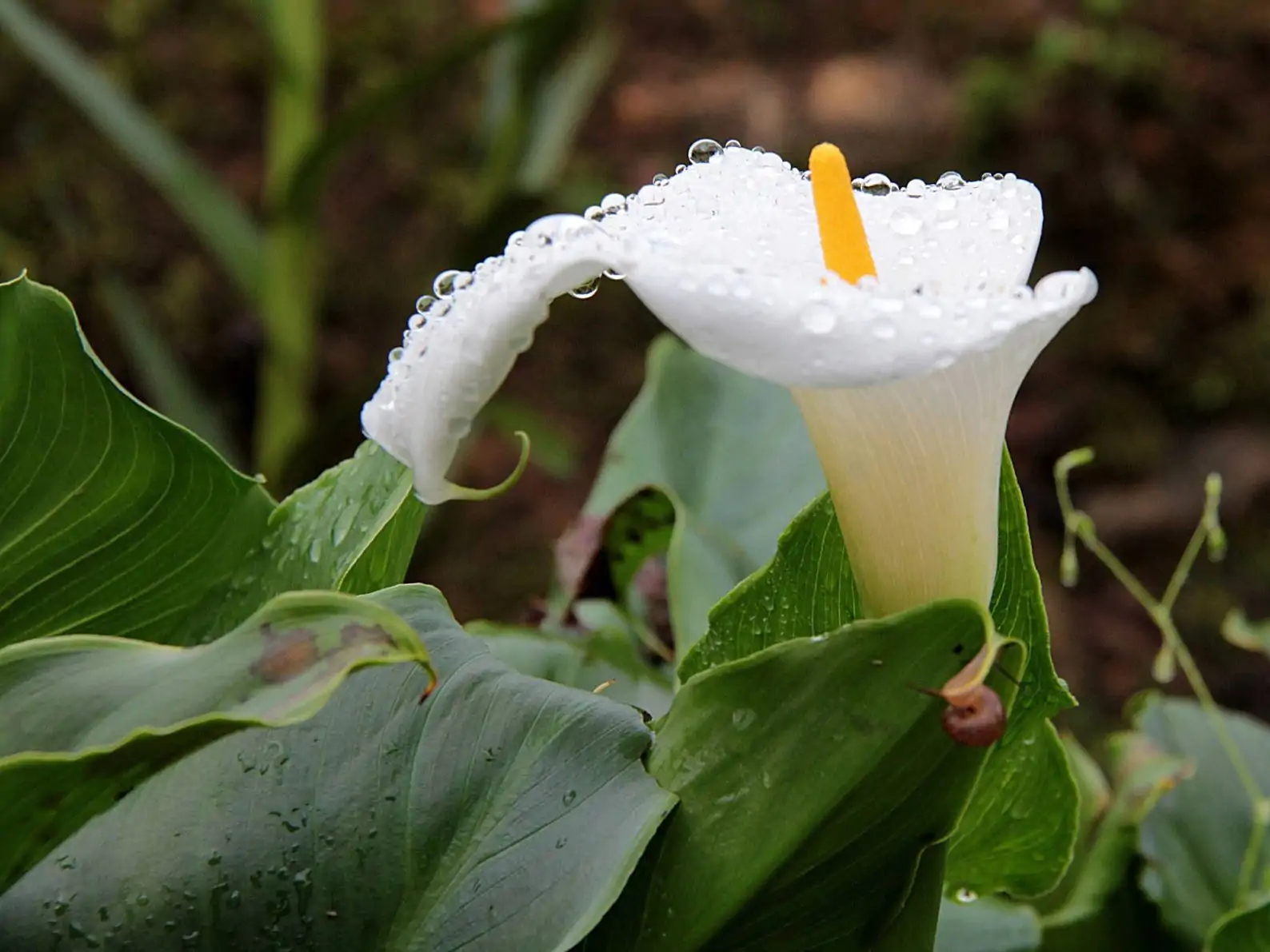 Zantedeschia aethiopica - White Calla Lily, Arum Lily, Lily of the Nile - Image 3