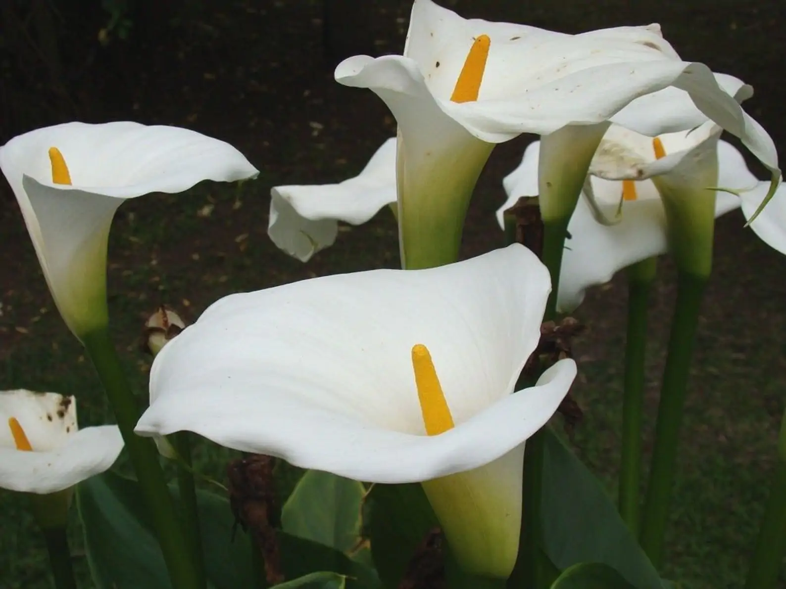 Zantedeschia aethiopica - White Calla Lily, Arum Lily, Lily of the Nile - Image 4