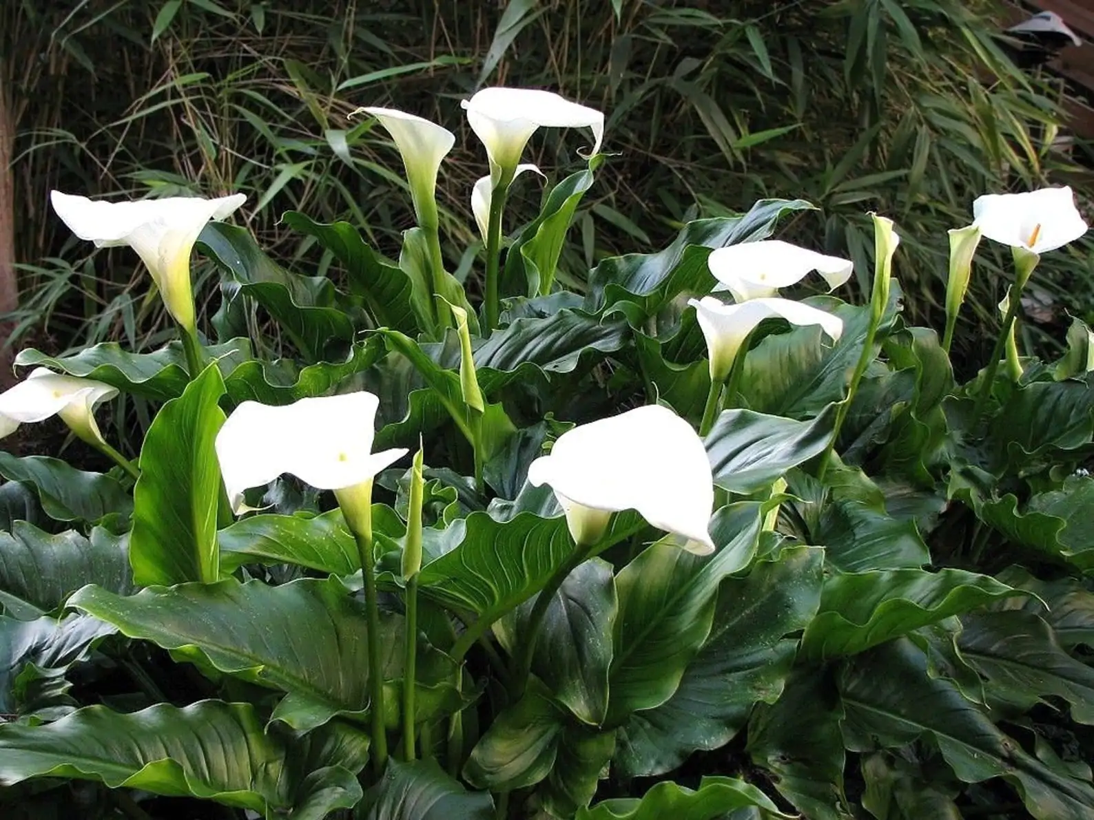 Zantedeschia aethiopica - White Calla Lily, Arum Lily, Lily of the Nile - Image 7