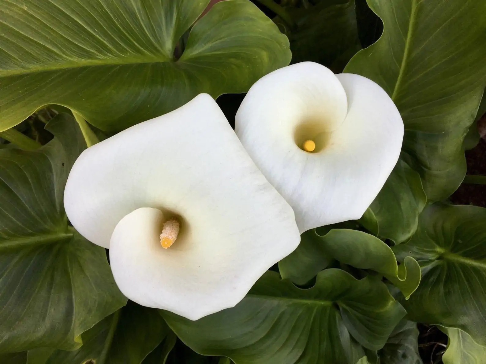 Zantedeschia aethiopica - White Calla Lily, Arum Lily, Lily of the Nile - Image 8