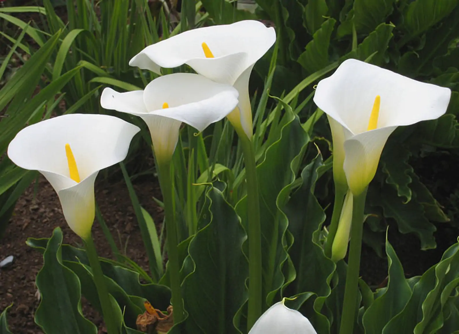 Zantedeschia aethiopica - White Calla Lily, Arum Lily, Lily of the Nile - Image 9