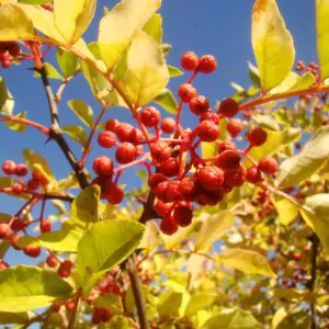 Zanthoxylum simulans - Chinese Pepper Tree, Sichuan Pepper, Chinese Prickly-ash