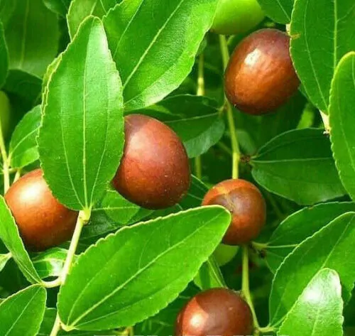 Ziziphus jujuba / Paliurus mairei / Rhamnus jujuba - Jujube, Red date, Chinese date - Image 2