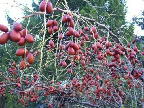 Ziziphus jujuba / Paliurus mairei / Rhamnus jujuba - Jujube, Red date, Chinese date - Image 3