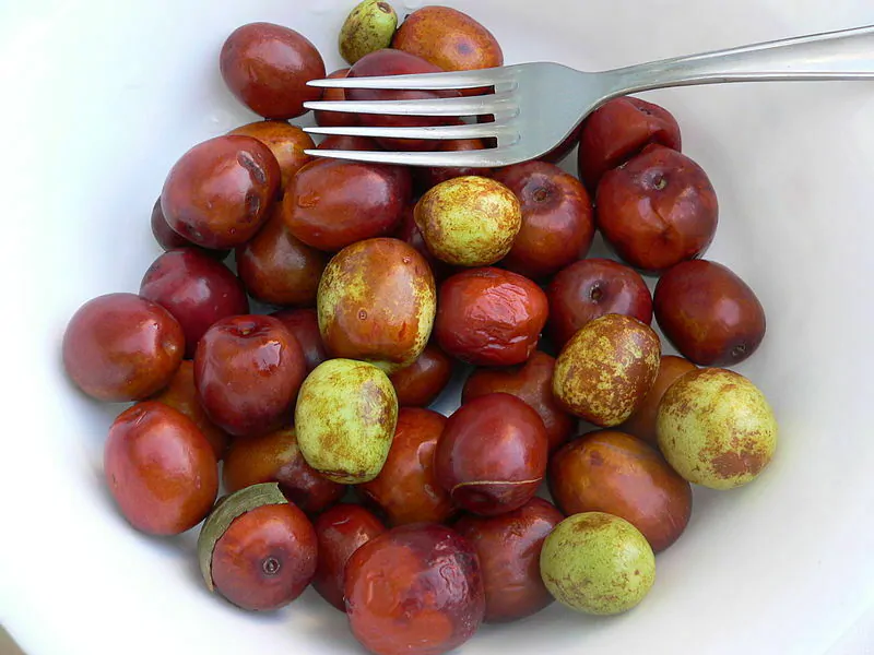 Ziziphus jujuba / Paliurus mairei / Rhamnus jujuba - Jujube, Red date, Chinese date - Image 4