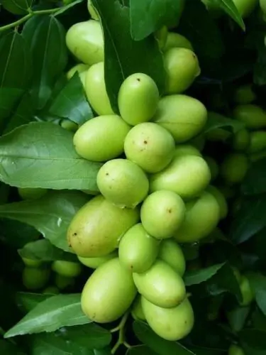 Ziziphus jujuba / Paliurus mairei / Rhamnus jujuba - Jujube, Red date, Chinese date - Image 9