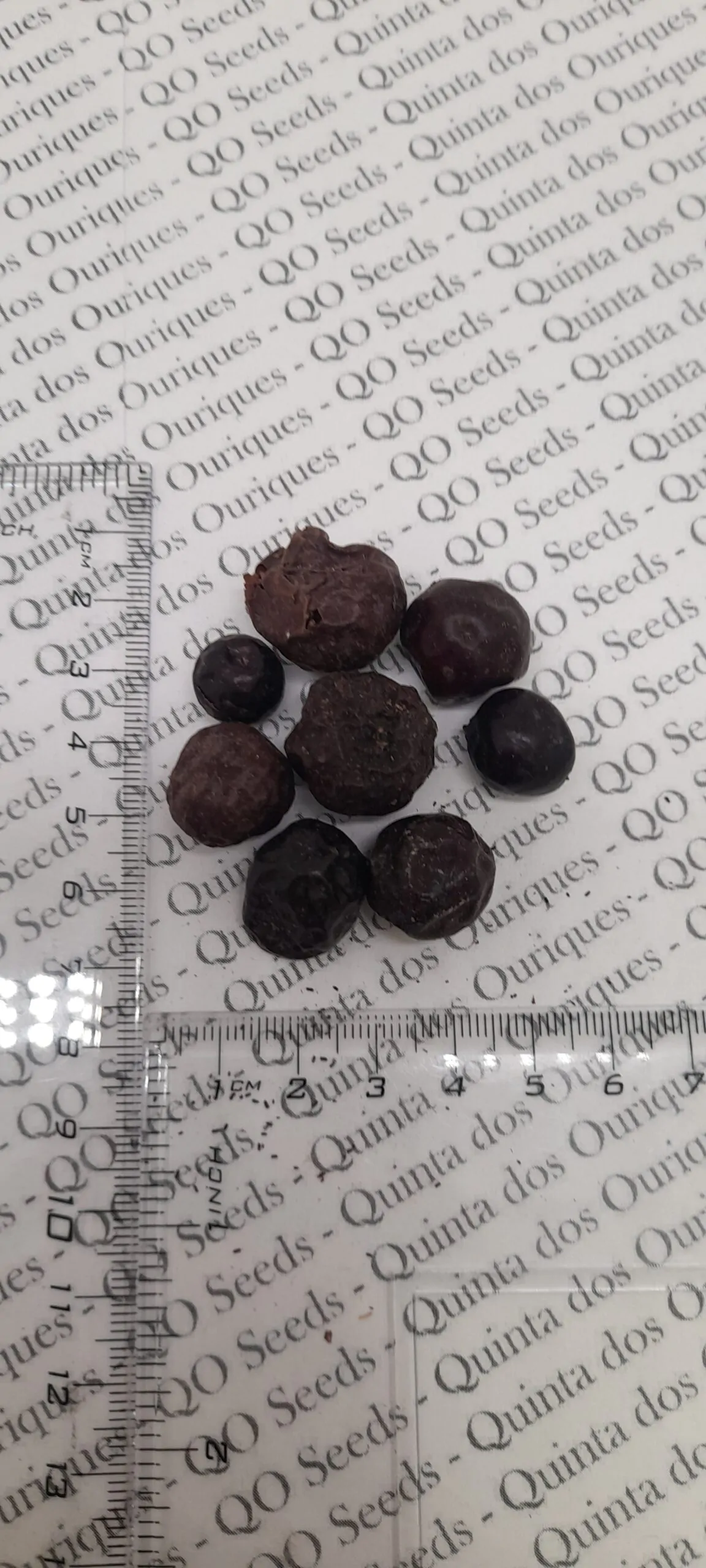 Ziziphus jujuba / Paliurus mairei / Rhamnus jujuba - Jujube, Red date, Chinese date - Image 10