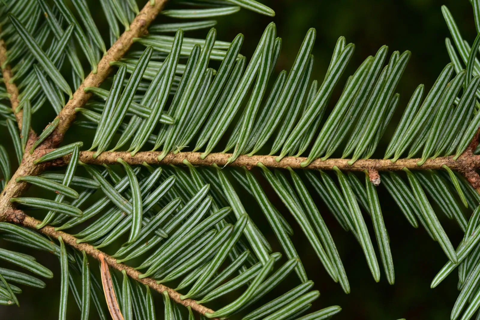 Abies alba - European Silver Fir - Image 5