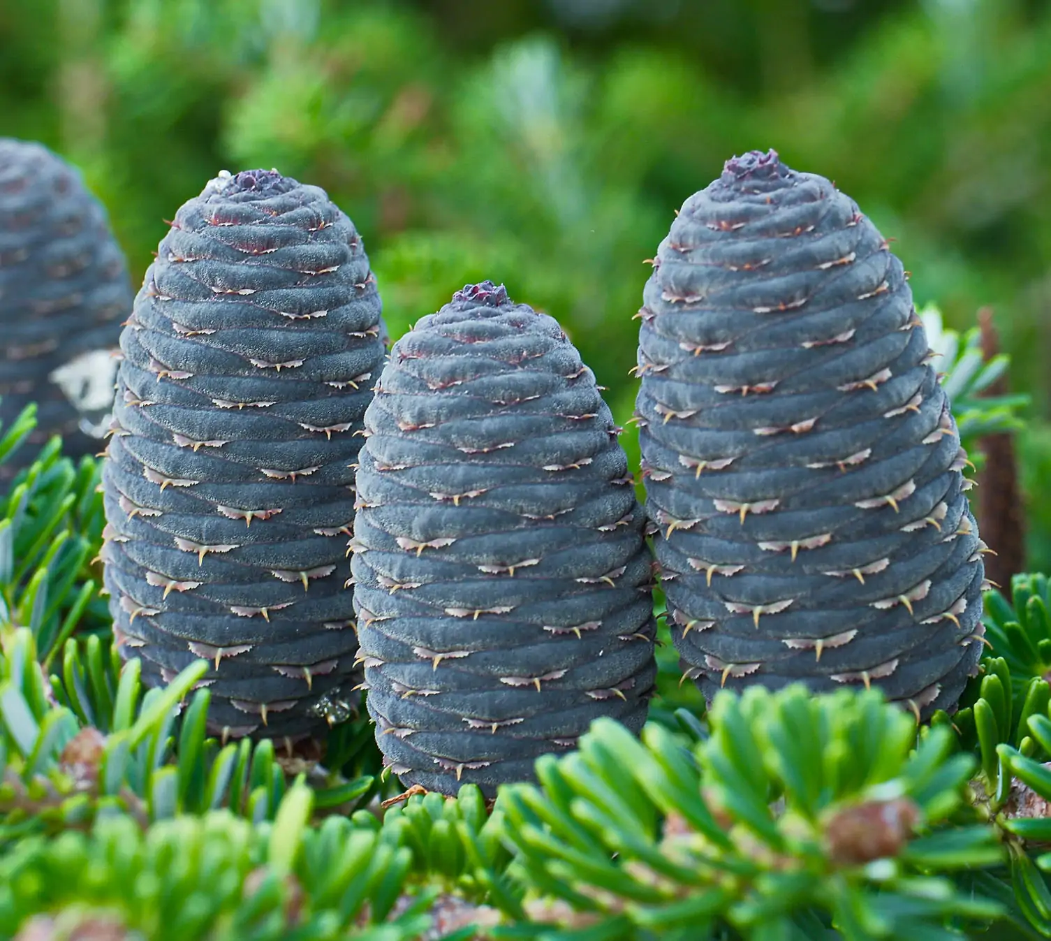 Abies alba - European Silver Fir - Image 6