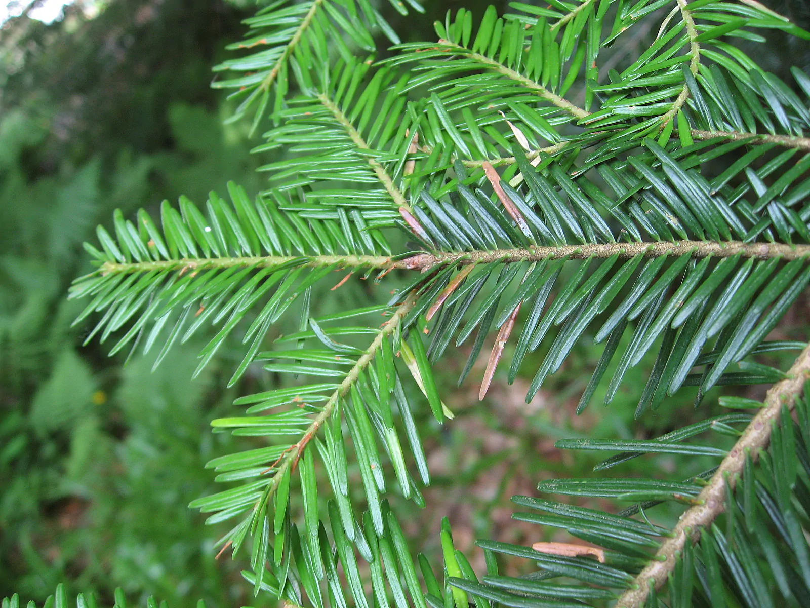 Abies alba - European Silver Fir - Image 7