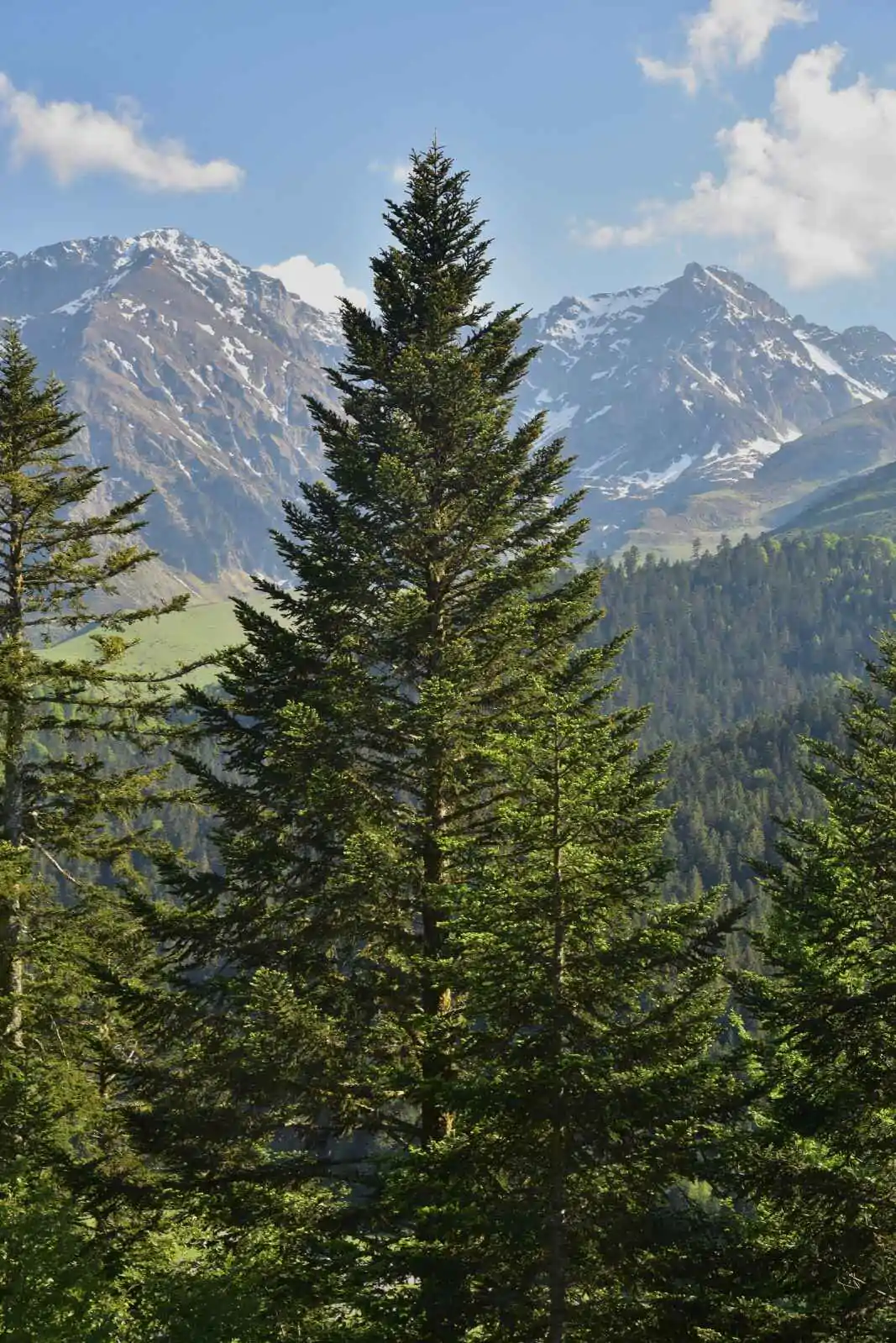Abies alba - European Silver Fir - Image 8