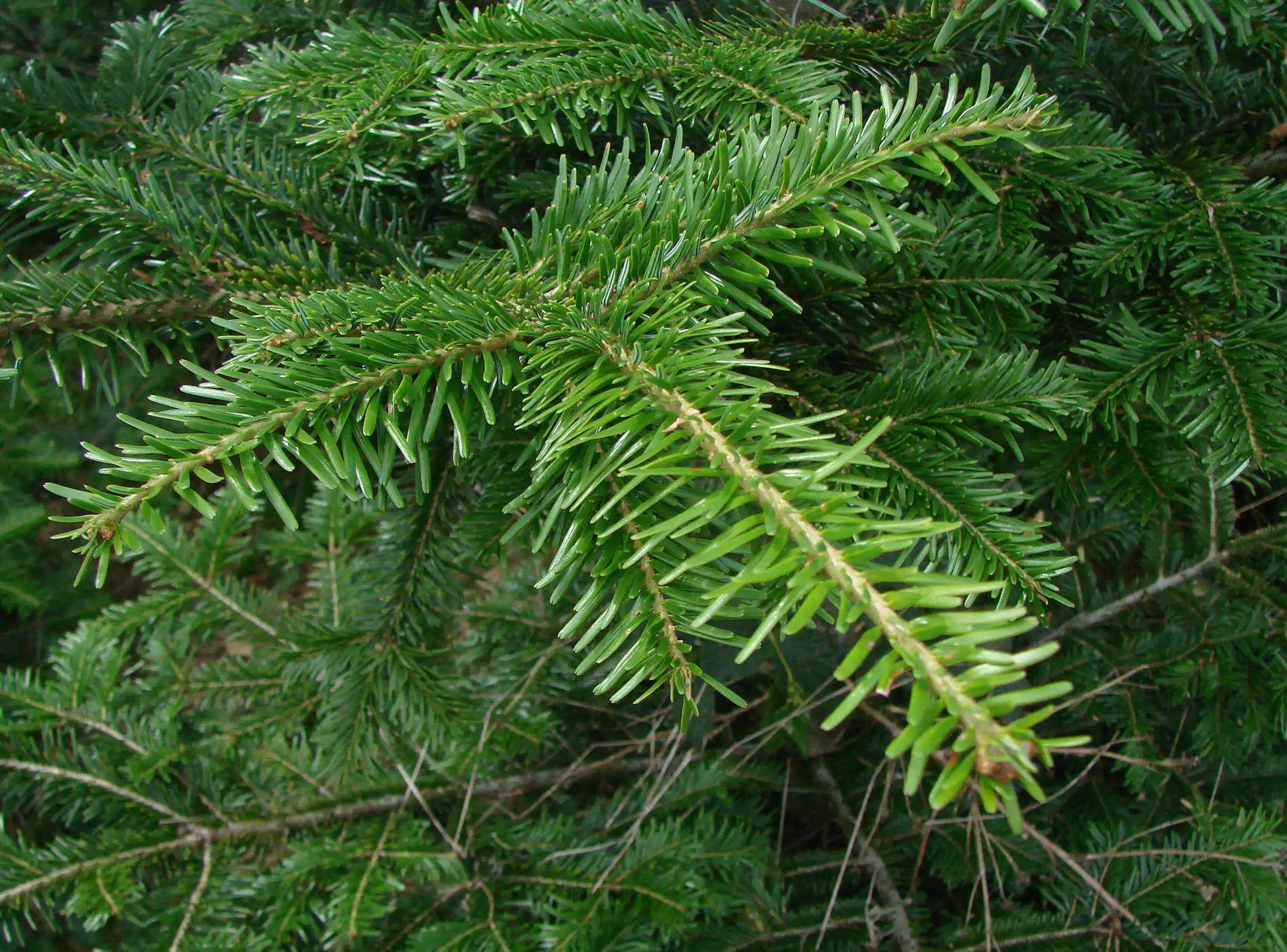 Abies alba - European Silver Fir - Image 9