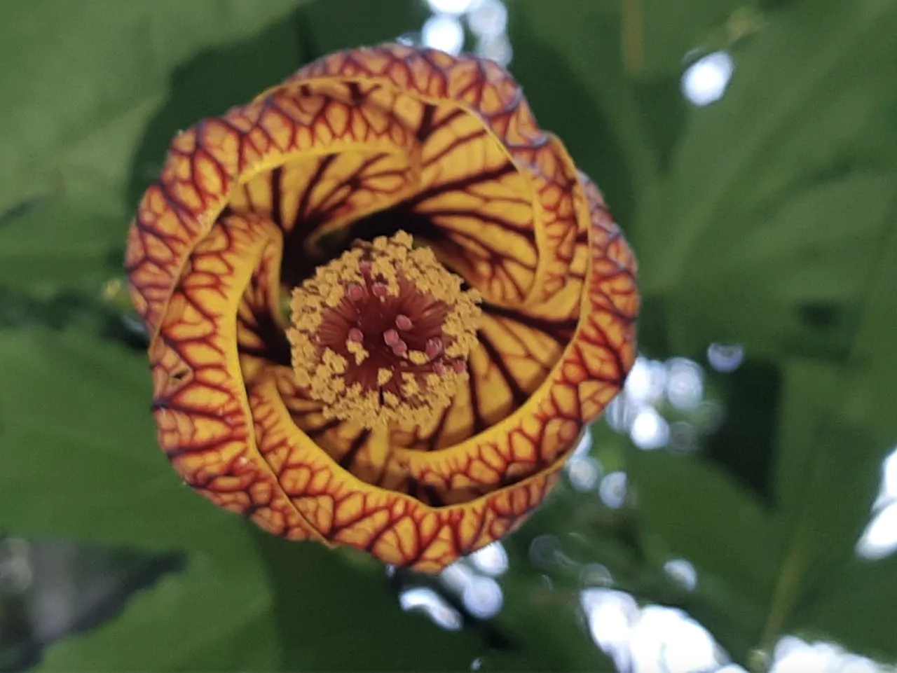 Abutilon pictum / Callianthe picta - Redvein Abutilon, Chinese Lantern, Painted Mallow - Image 2