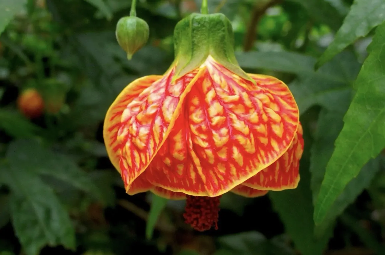Abutilon pictum / Callianthe picta - Redvein Abutilon, Chinese Lantern, Painted Mallow - Image 3