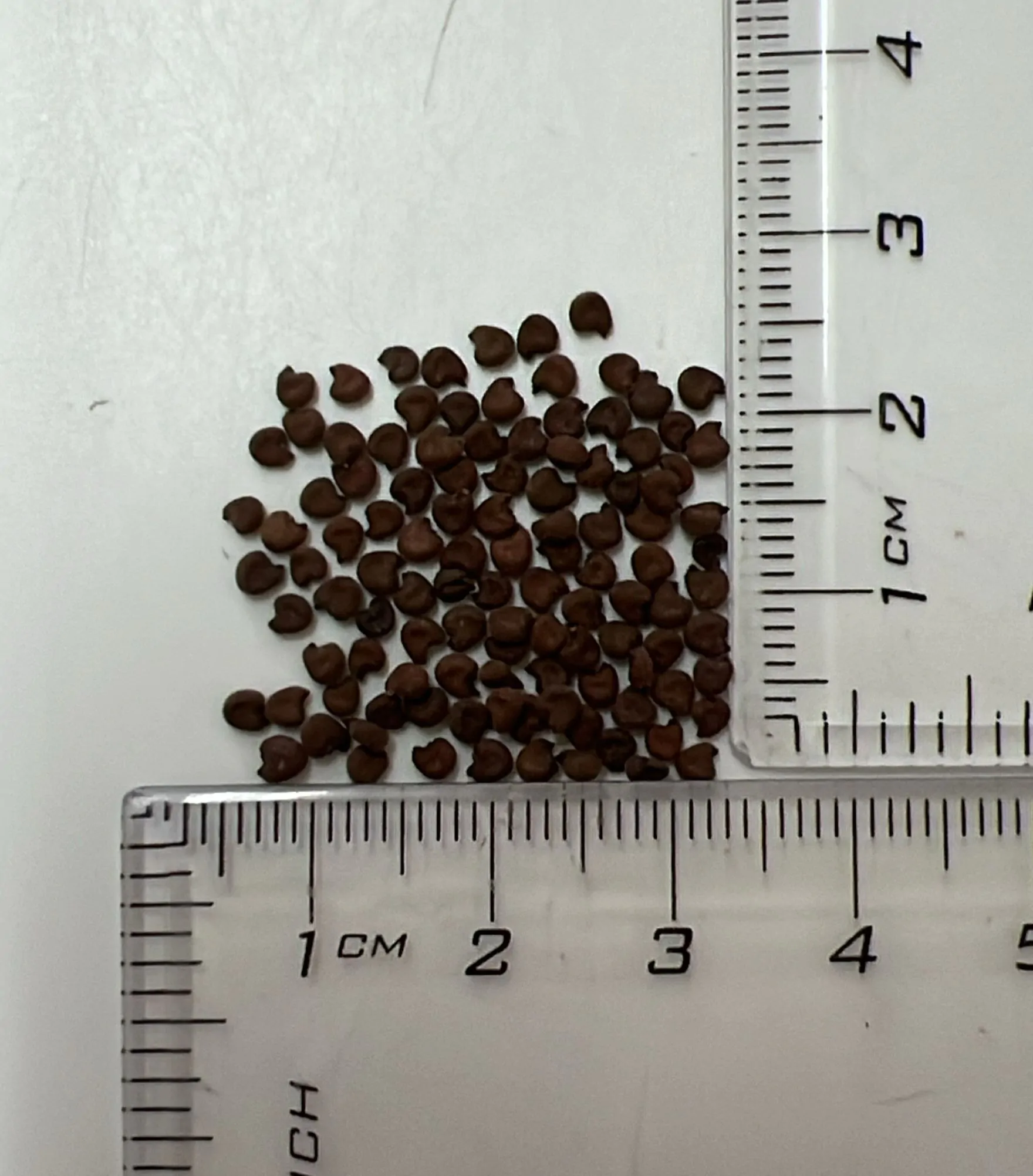 Abutilon pictum / Callianthe picta - Redvein Abutilon, Chinese Lantern, Painted Mallow - Image 4