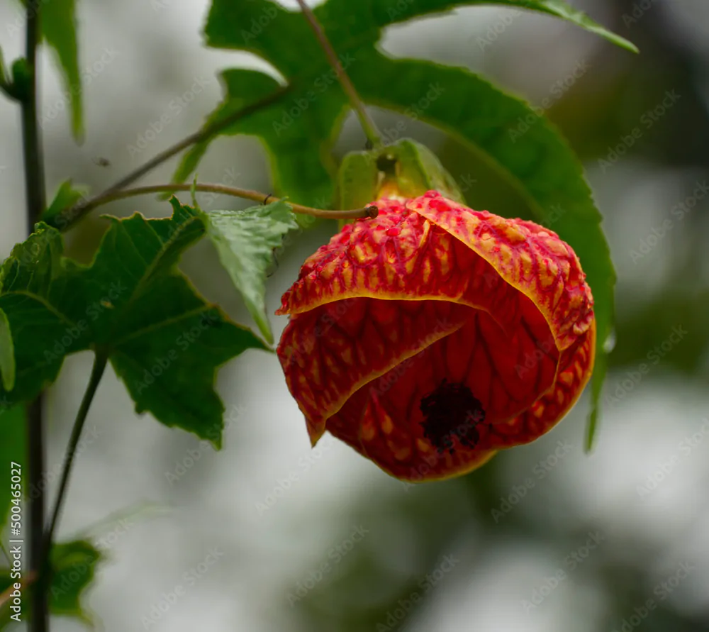 Abutilon pictum / Callianthe picta - Redvein Abutilon, Chinese Lantern, Painted Mallow - Image 5