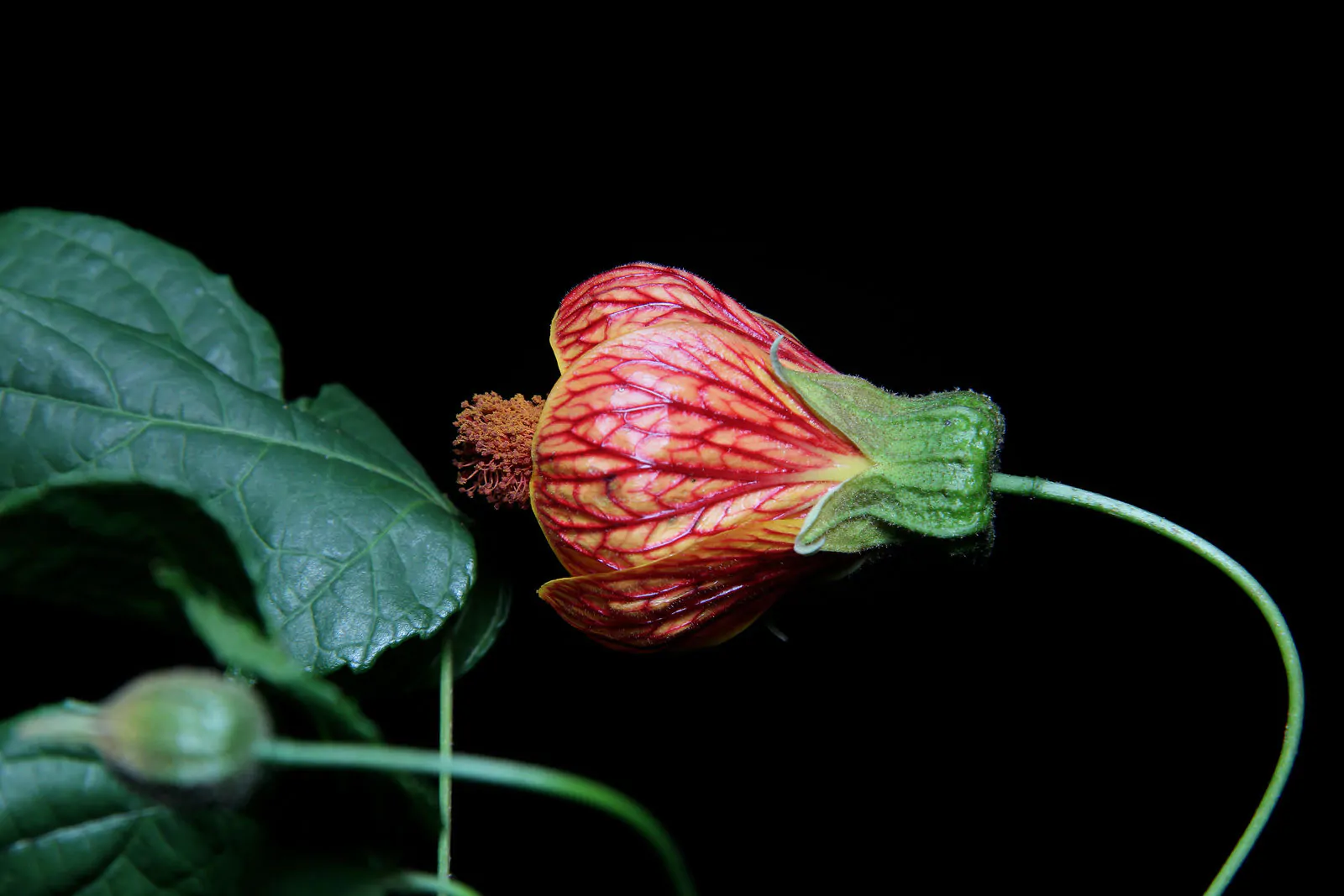 Abutilon pictum / Callianthe picta - Redvein Abutilon, Chinese Lantern, Painted Mallow - Image 7