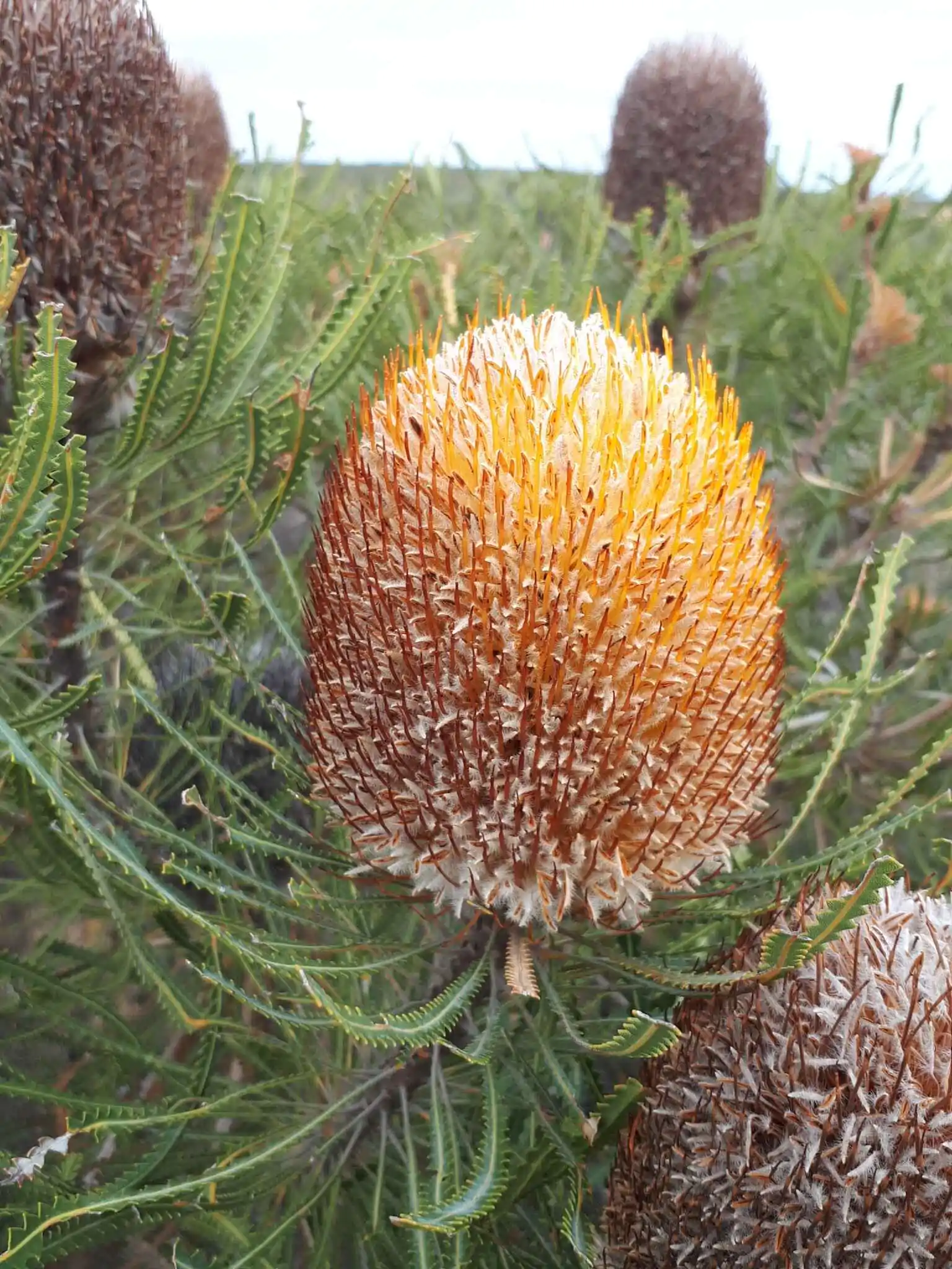 Banksia hookeriana (10 Seeds) + Smoke Seed Primer (01 Disc) - Hooker's Banksia, Eneabba Banksia - Image 7