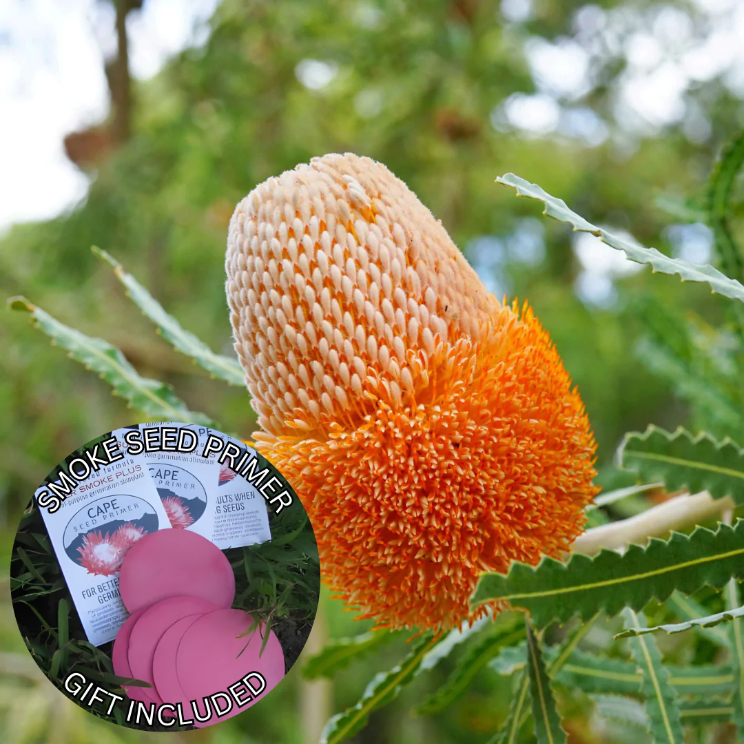 Banksia prionotes (10 Seeds) + Smoke Seed Primer (01 Disc) - Acorn Banksia, Orange Banksia