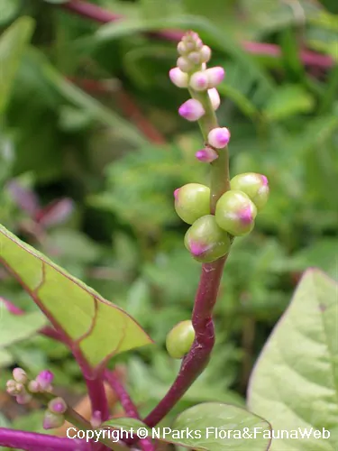 Basella alba var. rubra - Red Ceylon Spinach, Red-stemmed Malabar Spinach, Red Indian Spinach - Image 2
