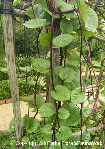 Basella alba var. rubra - Red Ceylon Spinach, Red-stemmed Malabar Spinach, Red Indian Spinach - Image 3