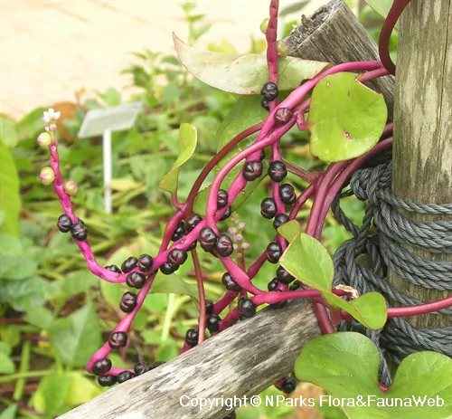 Basella alba var. rubra - Red Ceylon Spinach, Red-stemmed Malabar Spinach, Red Indian Spinach - Image 6