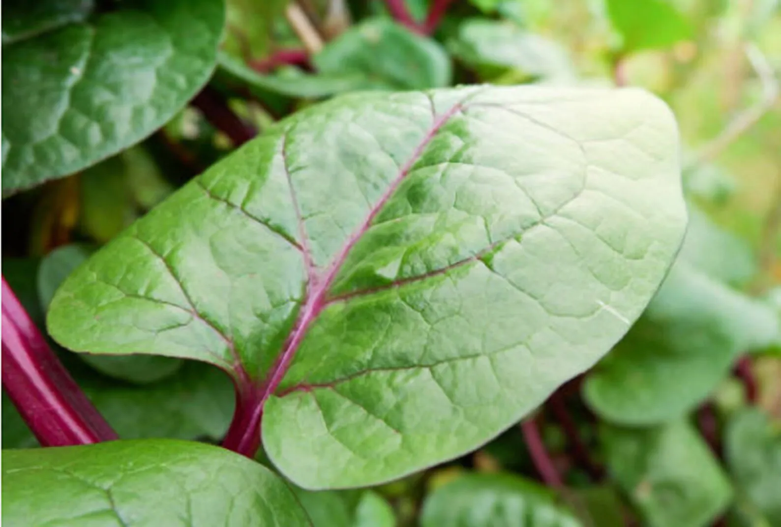 Basella alba var. rubra - Red Ceylon Spinach, Red-stemmed Malabar Spinach, Red Indian Spinach - Image 7